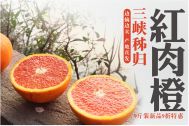 【现摘现卖】说出来你可能不信，你吃的橙子刚刚还挂在树上！