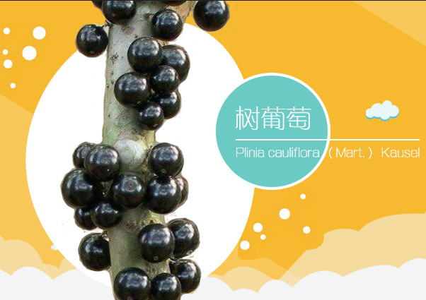 曹楚尧和他的树葡萄
