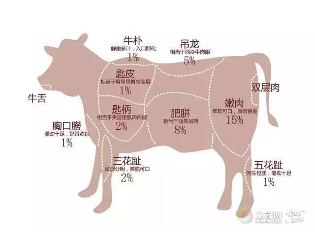但吃牛肉火锅只认准黄牛就对了,黄牛肉质细腻,肉味浓,不腥膻,脂肪分布